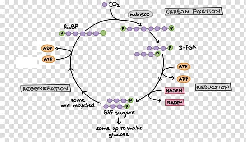 Calvin cycle synthesis Light-independent reactions Cellular respiration Biology, synthesis transparent background PNG clipart