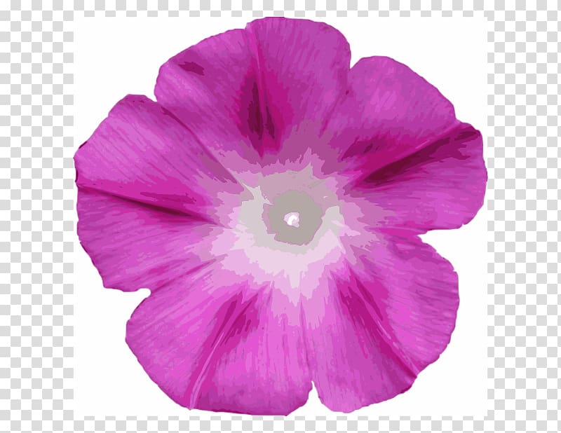 Morning glory , glory transparent background PNG clipart