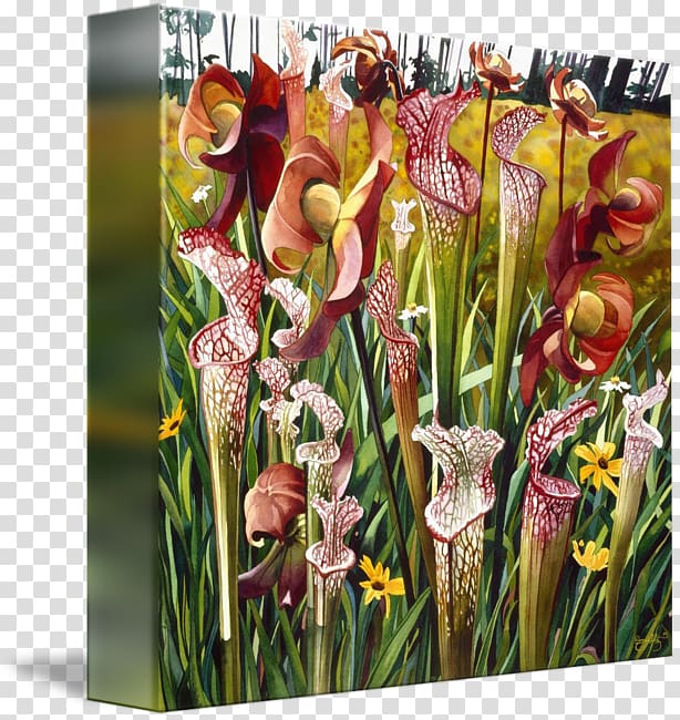 Floral design Cut flowers Gladiolus, gladiolus transparent background PNG clipart