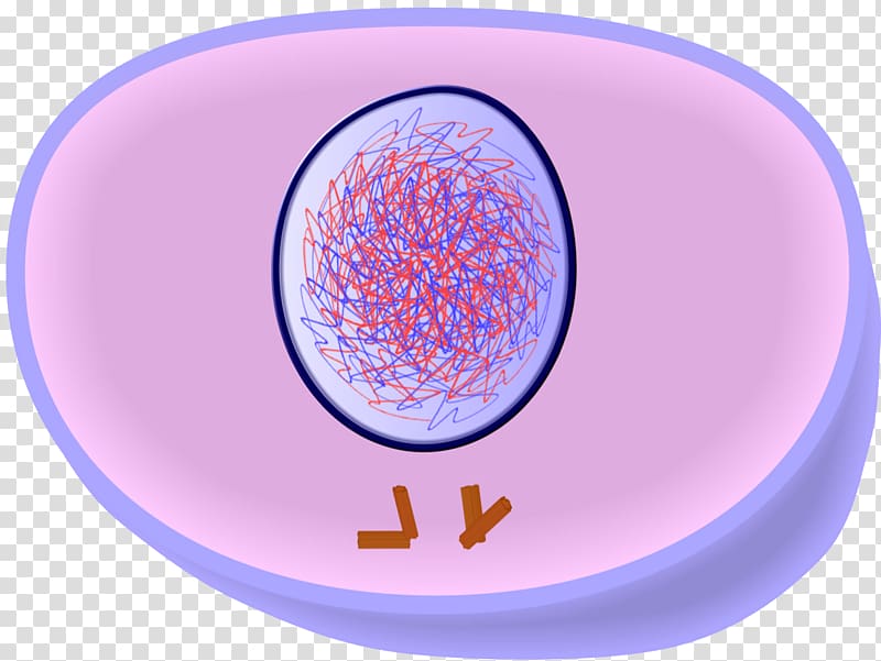 Mitosis and Meiosis Interphase Cell division, cell division transparent background PNG clipart