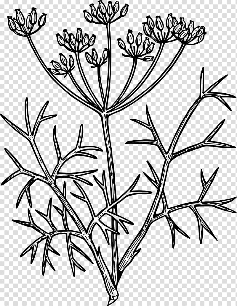 Fennel Drawing Herb , plant transparent background PNG clipart