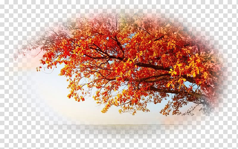 Autumn leaf color Tree Swamp Spanish oak Desktop , autumn transparent background PNG clipart