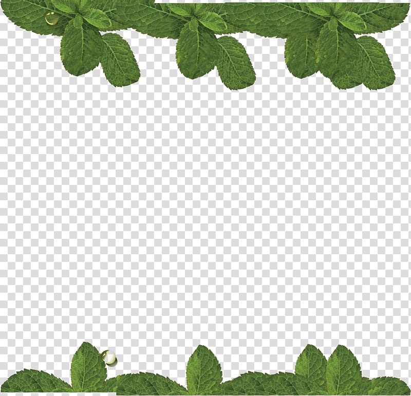green leafed frame, Water Mint Leaf, mint transparent background PNG clipart