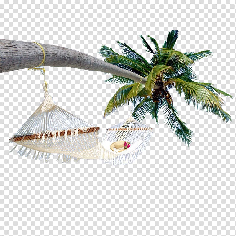 white hammock on coconut tree , Arecaceae Coconut, coconut tree transparent background PNG clipart