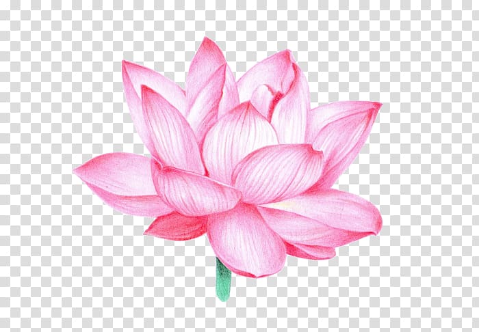 Nelumbo nucifera Flower Buddhism Aquatic Plants, Flor De Loto transparent background PNG clipart