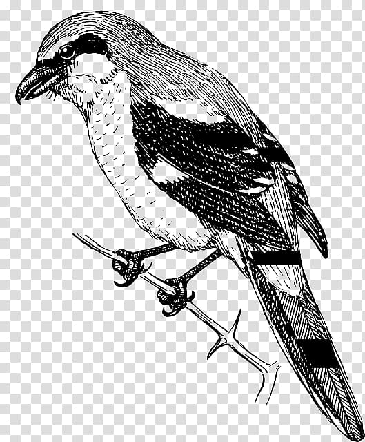 Finches Bird Shrike Drawing , Bird transparent background PNG clipart