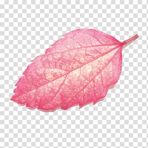 pink leaf, Leaf, Beautiful autumn leaves transparent background PNG clipart