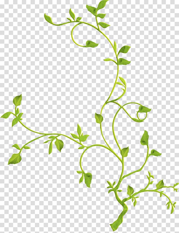 Common Grape Vine Rattan , others transparent background PNG clipart