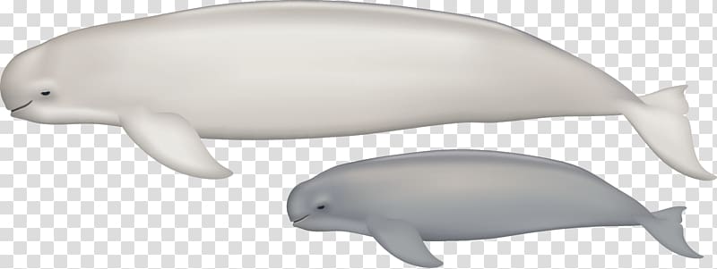 Tucuxi Common bottlenose dolphin Porpoise Fauna Marine biology, dolphin transparent background PNG clipart