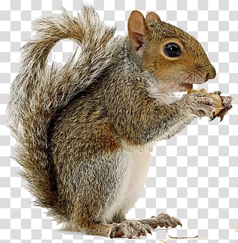 Squirrel transparent background PNG clipart