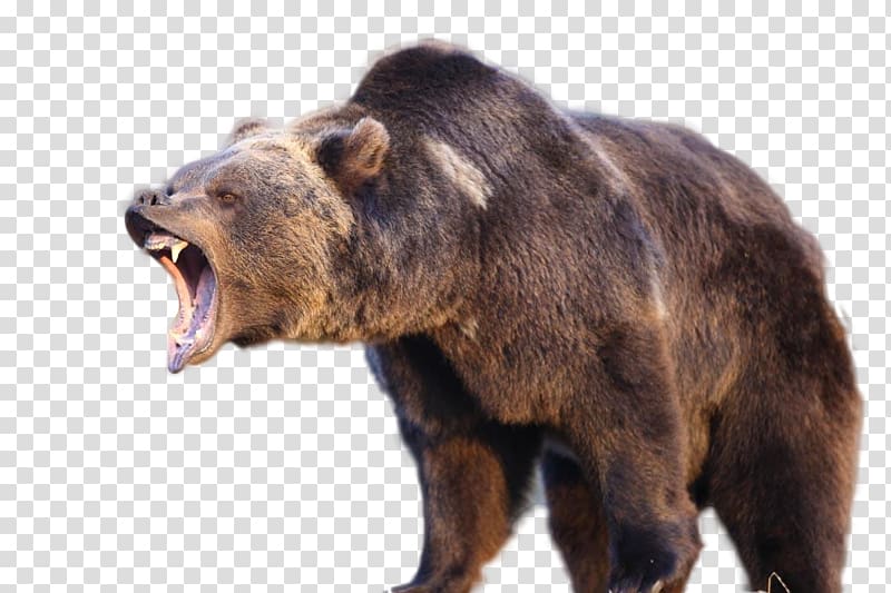 bear illustration, American black bear Kodiak National Wildlife Refuge Grizzly bear Kodiak bear Bear attack, Brown bear transparent background PNG clipart