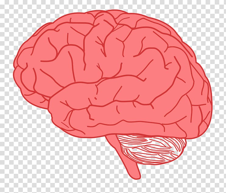 Human brain , Active Brain transparent background PNG clipart
