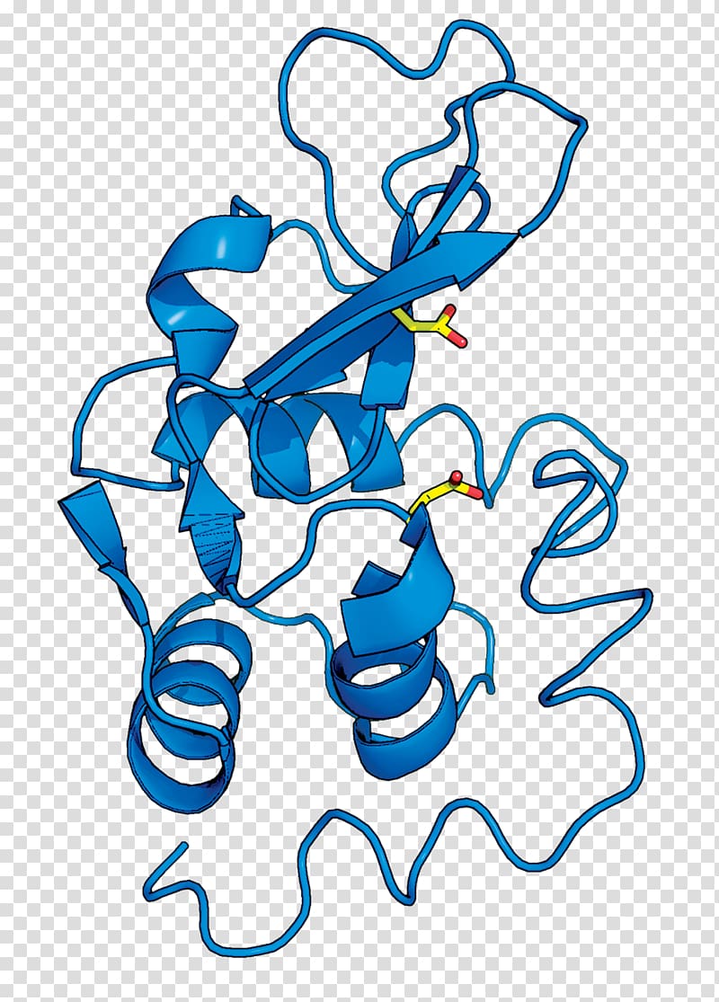 Lysozyme Structure Enzyme Science X-ray crystallography, water transfer transparent background PNG clipart