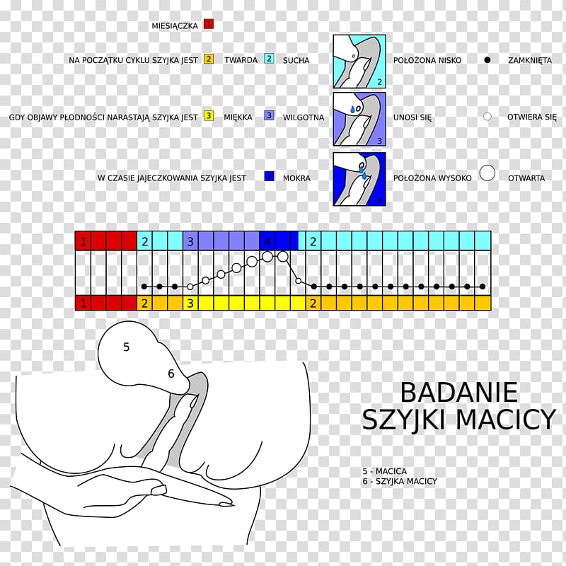 Cervix Symptothermal Method Pregnancy Glaire cervicale Mucus, pregnancy transparent background PNG clipart