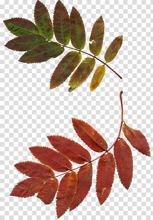 A Sprig of Rowan Leaf , others transparent background PNG clipart
