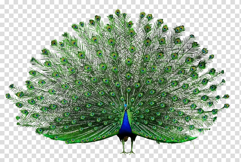 open peacock transparent background PNG clipart