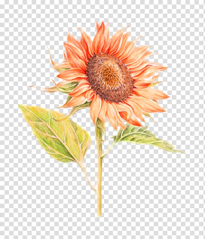 Common sunflower u82b1u4e4bu7e6a: 38u7a2eu82b1u7684u8272u925bu7b46u5716u7e6a Painting Illustration, Orange Fresh Sunflower Decorative Patterns transparent background PNG clipart