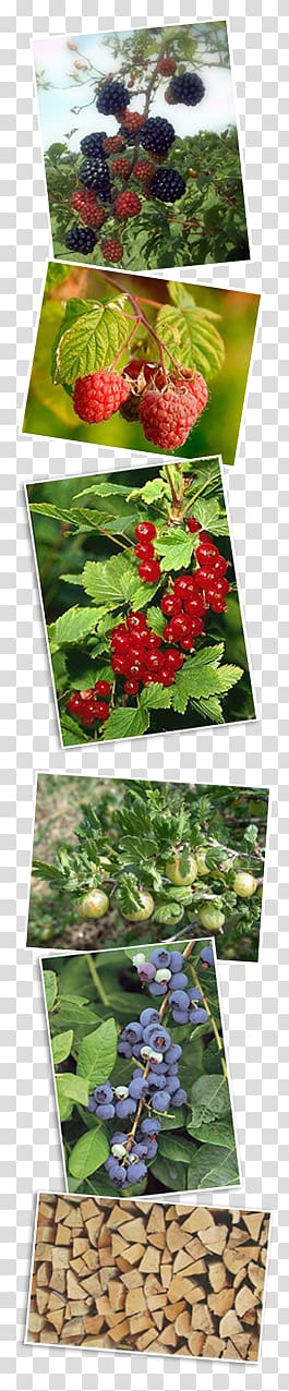 Highbush blueberry Bilberry Auglis Red raspberry, Frutti Di Bosco transparent background PNG clipart
