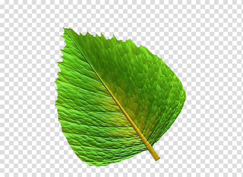 Leaf Chart Information Green, Leaf transparent background PNG clipart