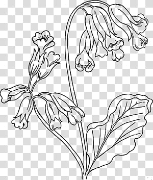 Cowslip transparent background PNG cliparts free download | HiClipart