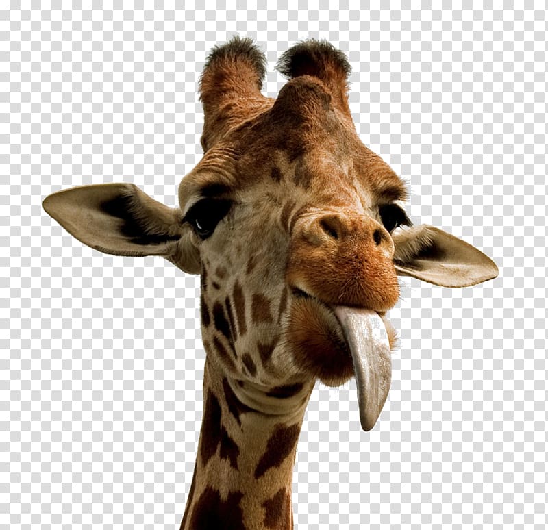 Giraffe Desktop Cuteness High-definition video, giraffe transparent background PNG clipart