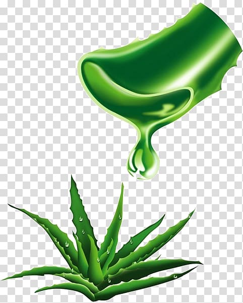 Aloe vera Extract Plant Lipstick Forever Living Products, Green Aloe transparent background PNG clipart