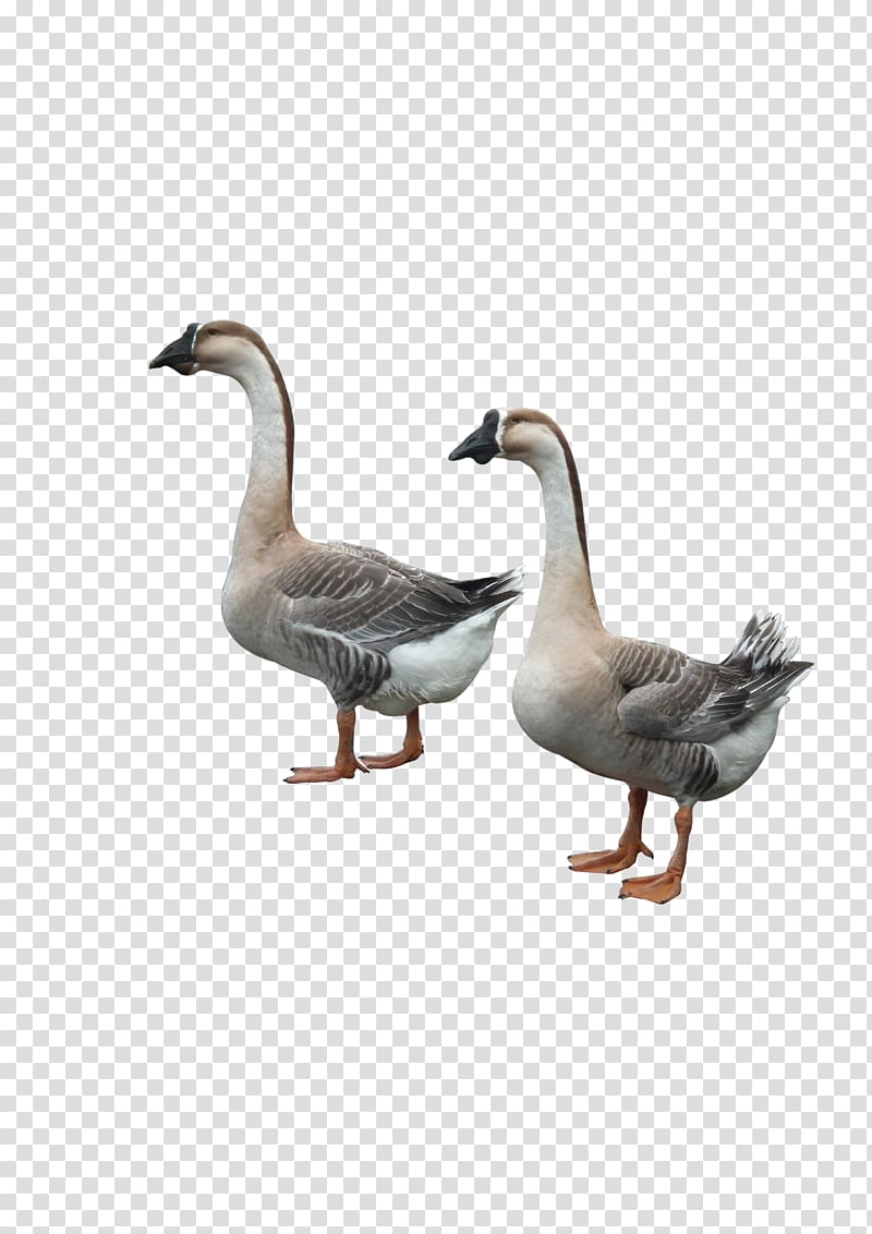 Duck Goose Adobe Illustrator, Two ducks transparent background PNG clipart