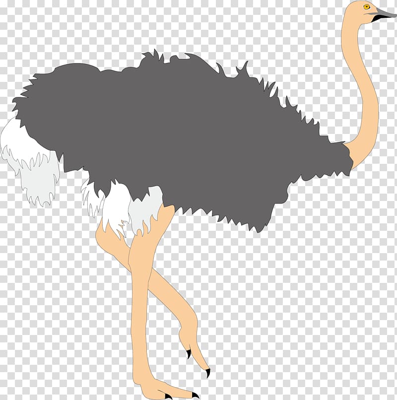Common ostrich Bird , Ugly ostrich transparent background PNG clipart
