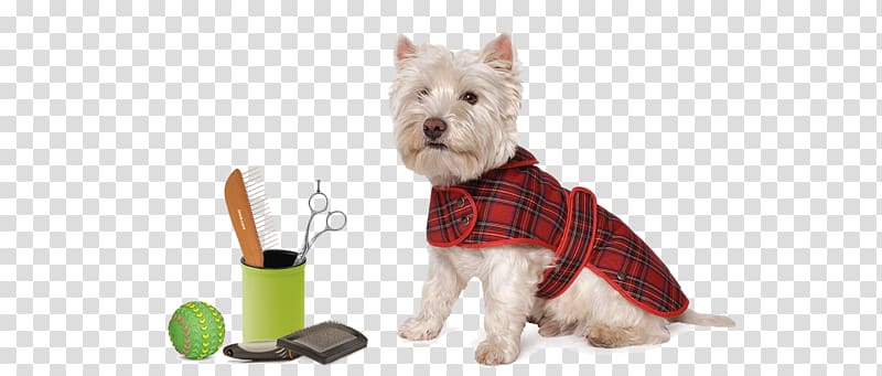 West Highland White Terrier Scottish Terrier Puppy Tartan Coat, puppy transparent background PNG clipart