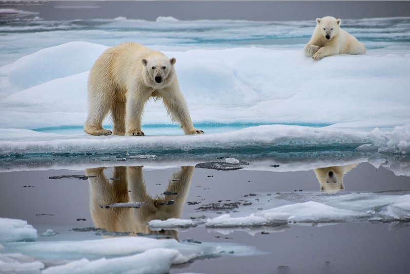 Polar bear Arctic Ocean North Pole Global warming Animal, polar bear transparent background PNG clipart