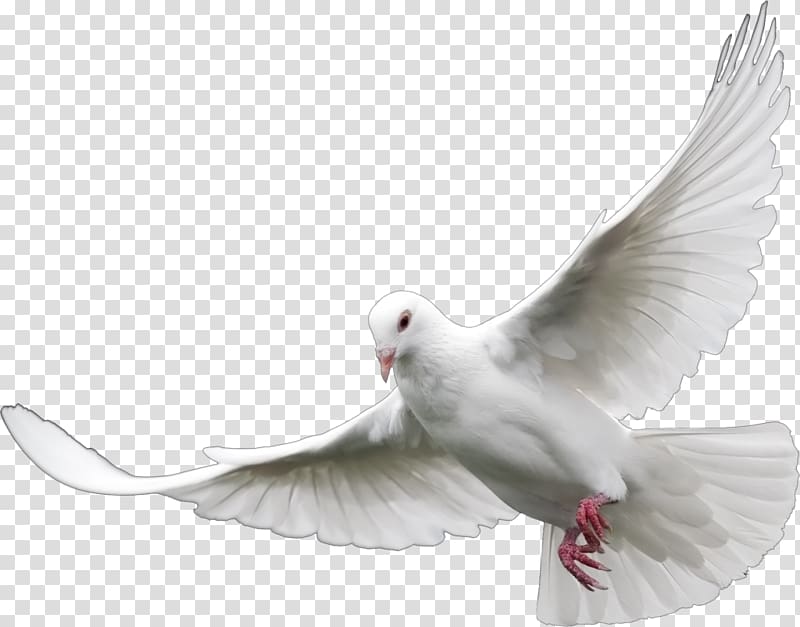 Columbidae Bird Homing pigeon English Carrier pigeon Squab, Bird transparent background PNG clipart