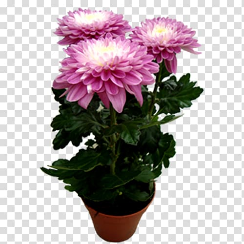 Chrysanthemum Marguerite daisy Cut flowers Transvaal daisy Houseplant, chrysanthemum transparent background PNG clipart