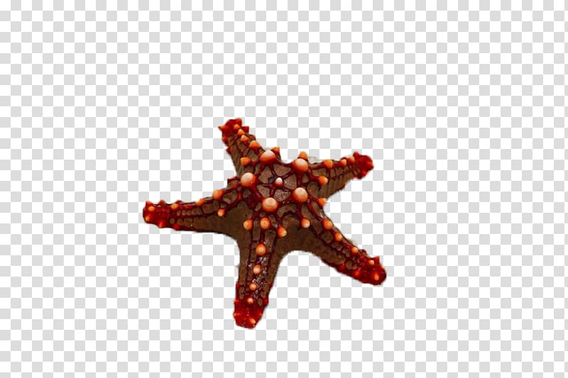 Red Sea Starfish, Red starfish transparent background PNG clipart