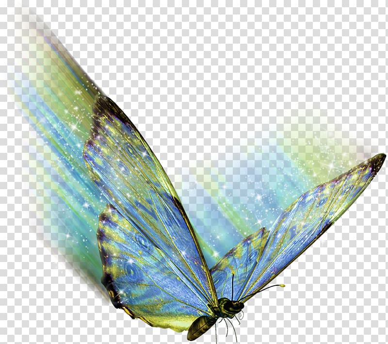 Butterfly .az .net .de .hu, watercolor butterfly transparent background PNG clipart