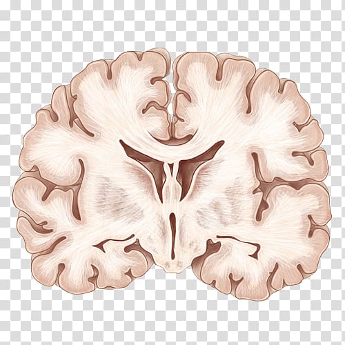 brain illustration, Coronal plane Human brain Neuroanatomy, Hand painted the human brain transparent background PNG clipart
