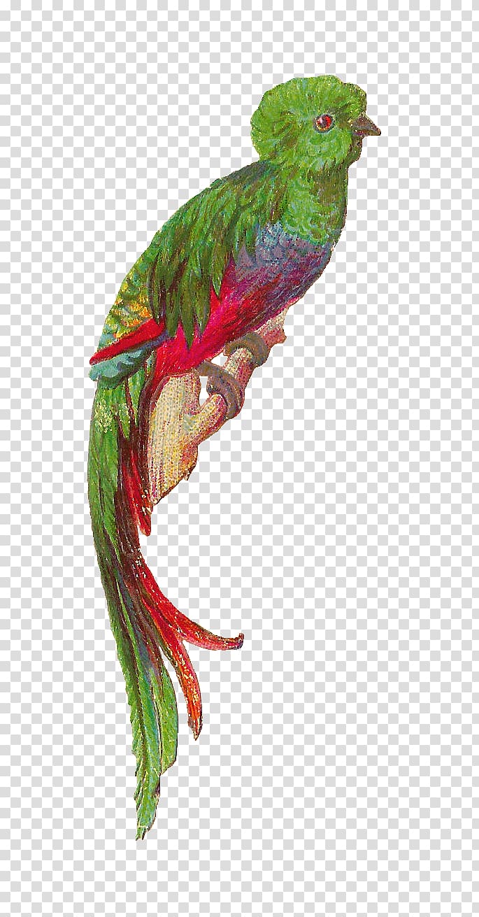 Bird Resplendent quetzal Feather , Cute Quetzal transparent background PNG clipart