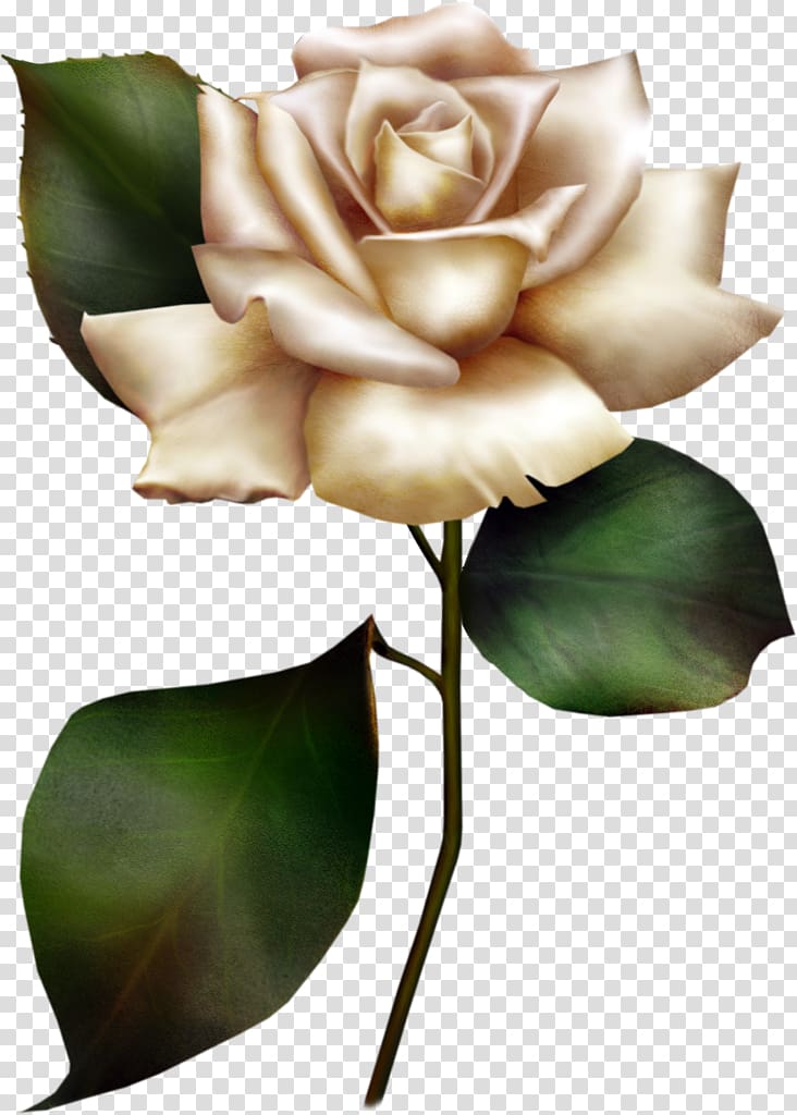 gold rose, Painted White Rose transparent background PNG clipart