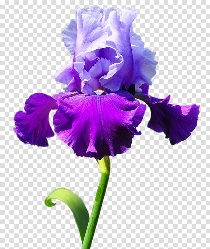 Irises Flower Blume , flower transparent background PNG clipart