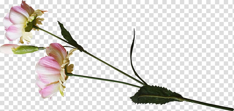 Cut flowers Rosaceae Bud Twig, flower transparent background PNG clipart