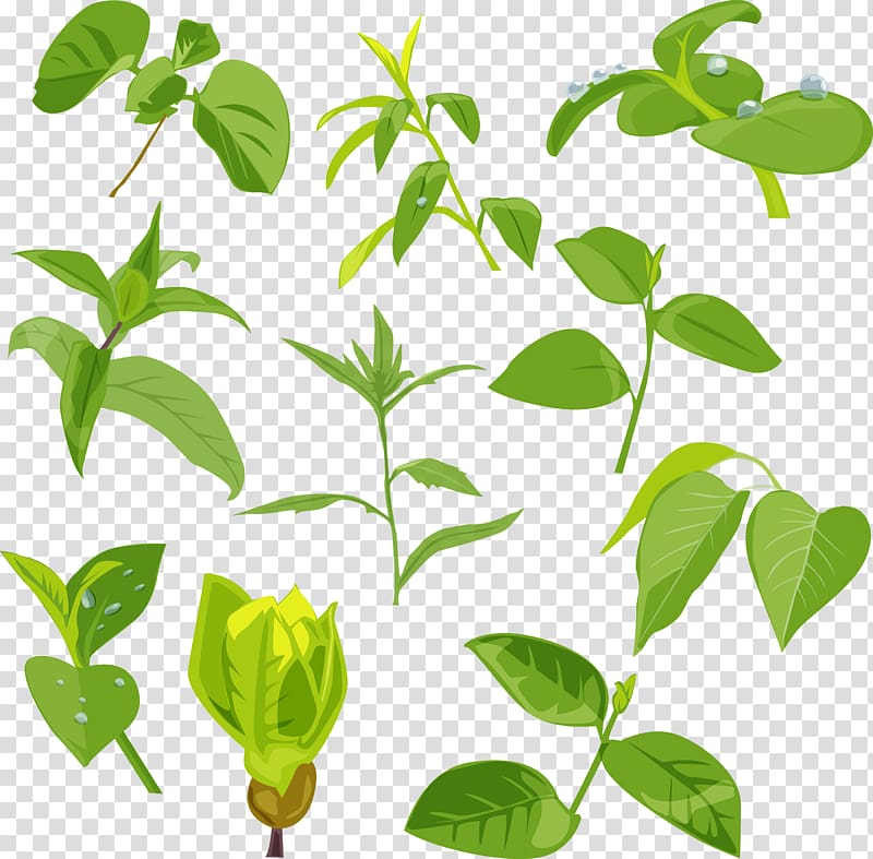 , Green leaves transparent background PNG clipart