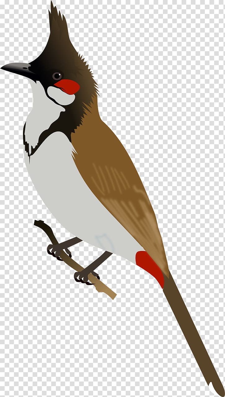 Bird Red-whiskered bulbul Red-vented bulbul , pink bird transparent background PNG clipart