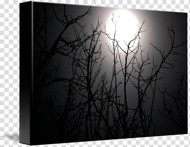 Desktop White Computer Rectangle Branching, winter night transparent background PNG clipart