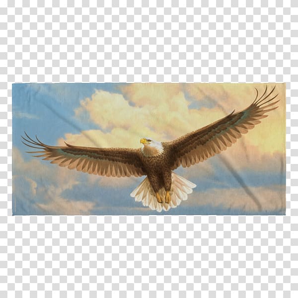 Bald Eagle Bird of prey Accipitriformes, beach towel transparent background PNG clipart