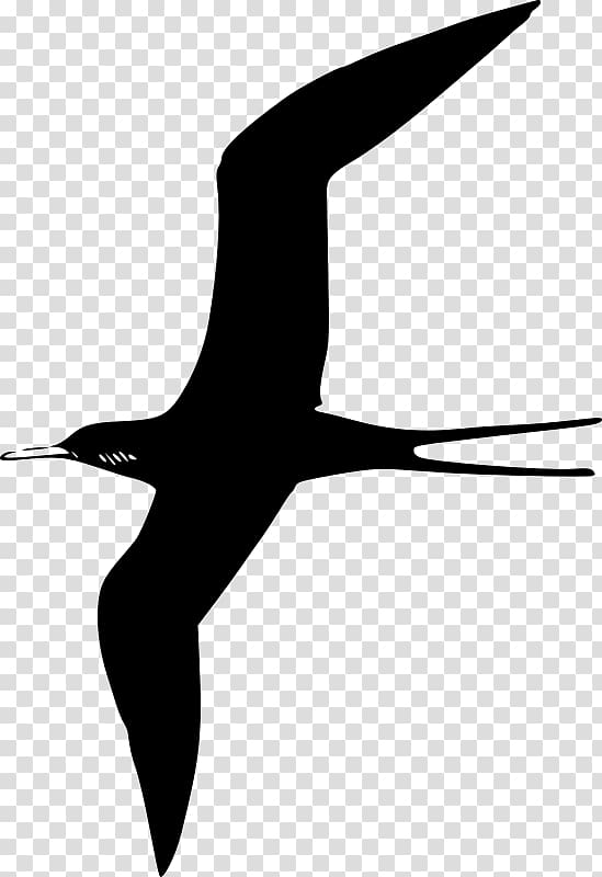 Frigatebird , Bird transparent background PNG clipart