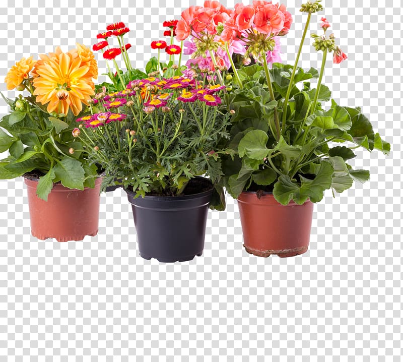 Amazon.com Flowerpot Houseplant, patio transparent background PNG clipart