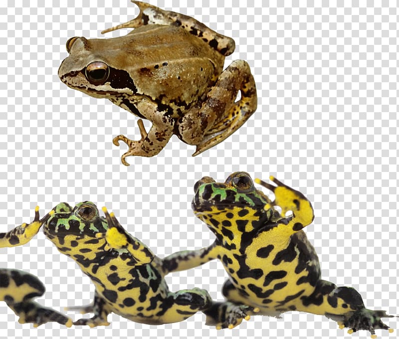Frog Oriental fire-bellied toad Reptile , Frogs and bullfrogs transparent background PNG clipart
