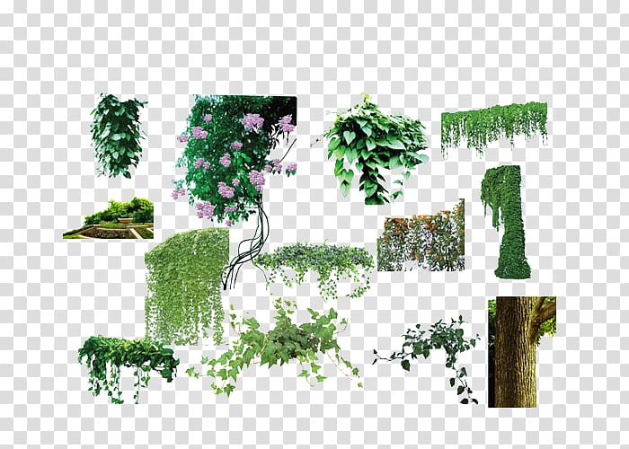 green grass , Tree Vine Plant Flower, Vine flowers and trees collection transparent background PNG clipart