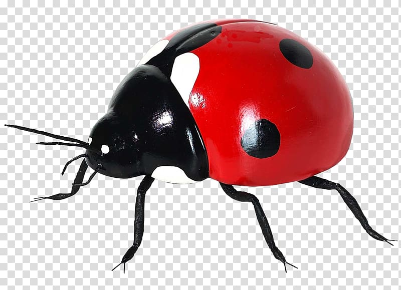 Coccinella septempunctata Insect Icon, Ladybug transparent background PNG clipart