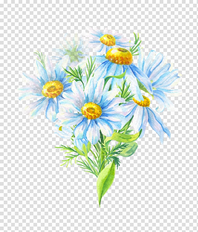 Chrysanthemum Oxeye daisy Daisy family Roman chamomile Cut flowers, chrysanthemum transparent background PNG clipart