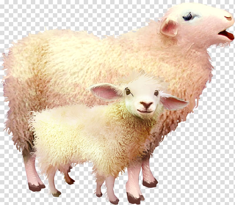 Sheep–goat hybrid Sheep–goat hybrid , sheep transparent background PNG clipart